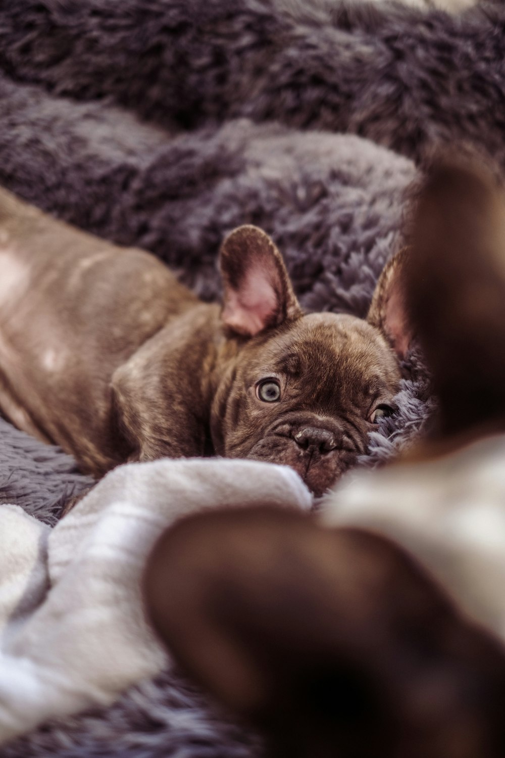 a dog lying on a blanket