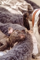 a dog and a cat lying on a blanket