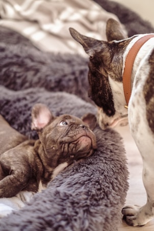 A French Bulldog puppy, lying on a soft, plush gray bed, gazes up at an older French Bulldog, which is standing nearby. The older dog's head is tilted slightly down, as if observing or interacting with the puppy.