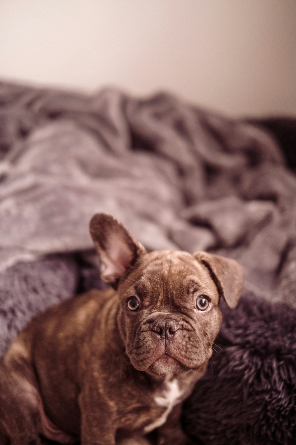 a dog lays on a bed