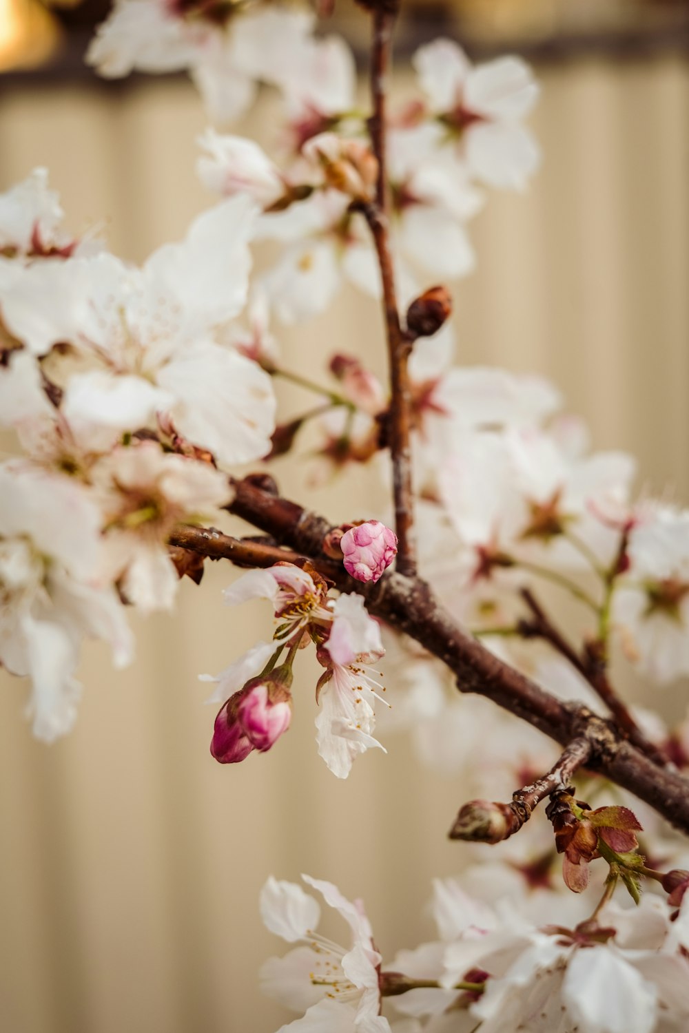 a close up of a tree branch with white flowers