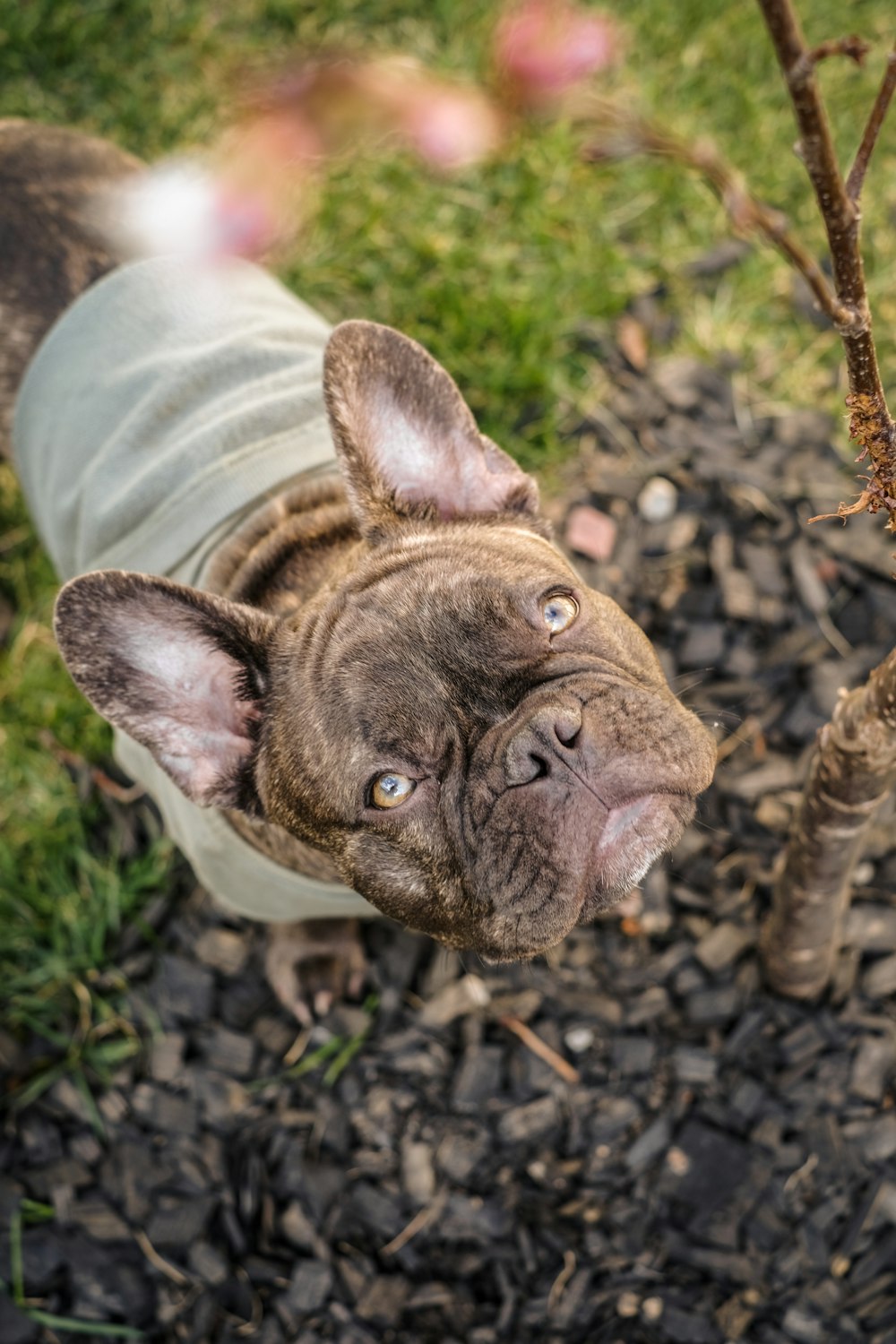 a brown animal with a human face