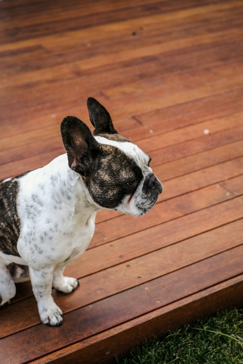 a dog standing on a deck