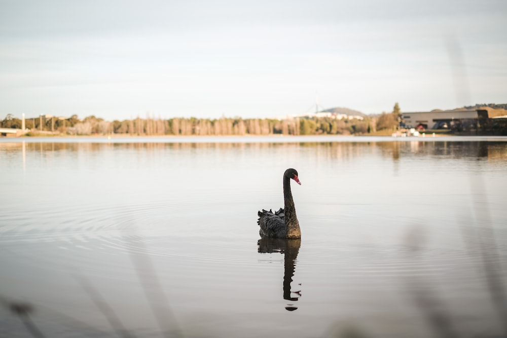 a bird swimming in a body of water