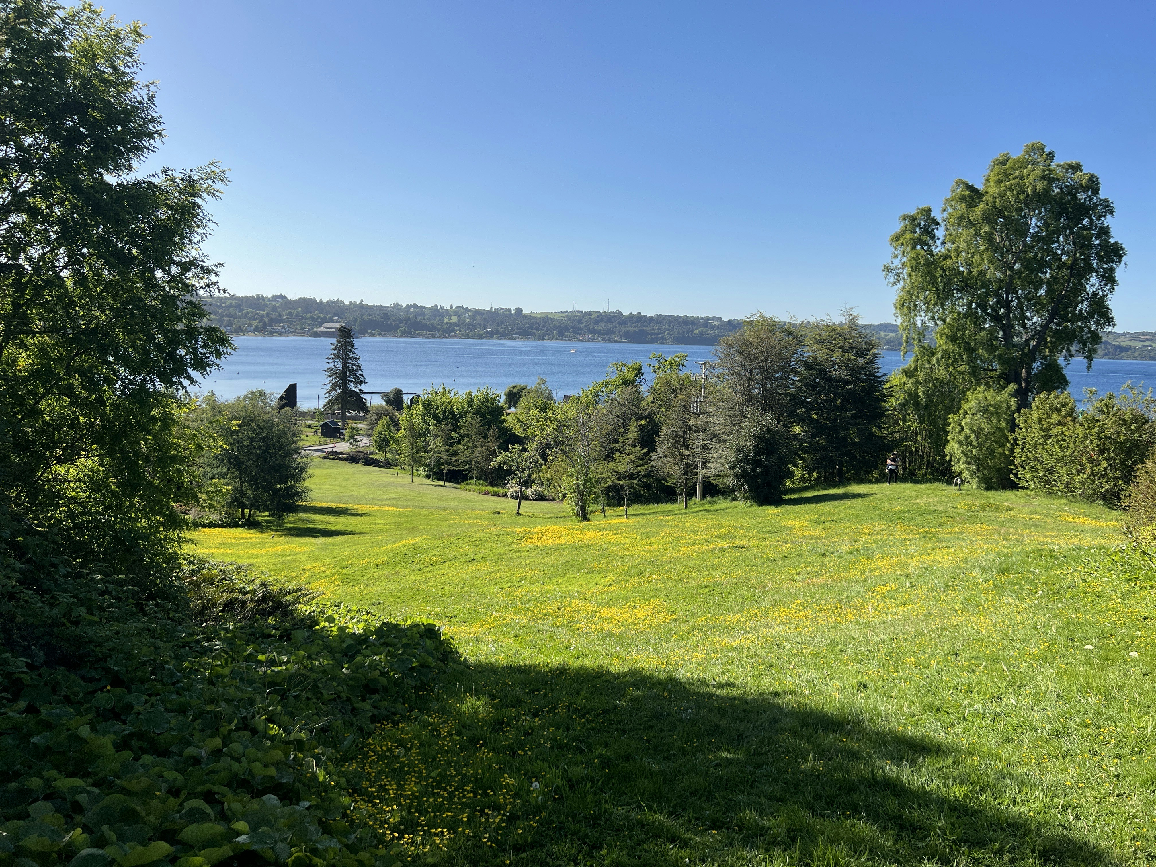 Fotomural a grassy area with trees and a body of water in the background