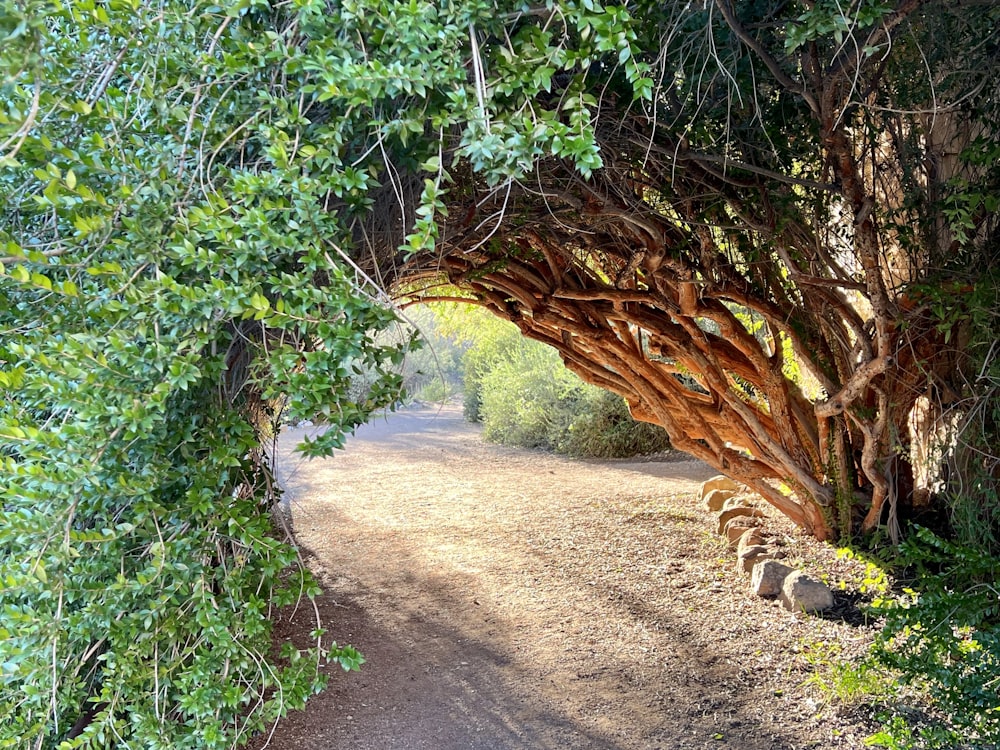 Ein Feldweg durch einen Wald