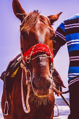 A close-up of a brown horse adorned with a decorative red bridle featuring colorful beads. The horse's mane is slightly tousled, and its ears are perked up attentively. A person wearing a blue and black striped shirt stands beside the horse, their hand resting on its neck. The background suggests an outdoor setting, potentially at a beach.