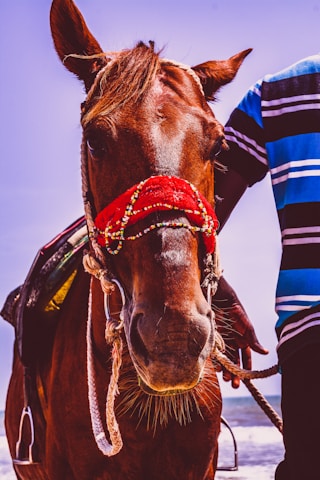 A close-up of a brown horse adorned with a decorative red bridle featuring colorful beads. The horse's mane is slightly tousled, and its ears are perked up attentively. A person wearing a blue and black striped shirt stands beside the horse, their hand resting on its neck. The background suggests an outdoor setting, potentially at a beach.
