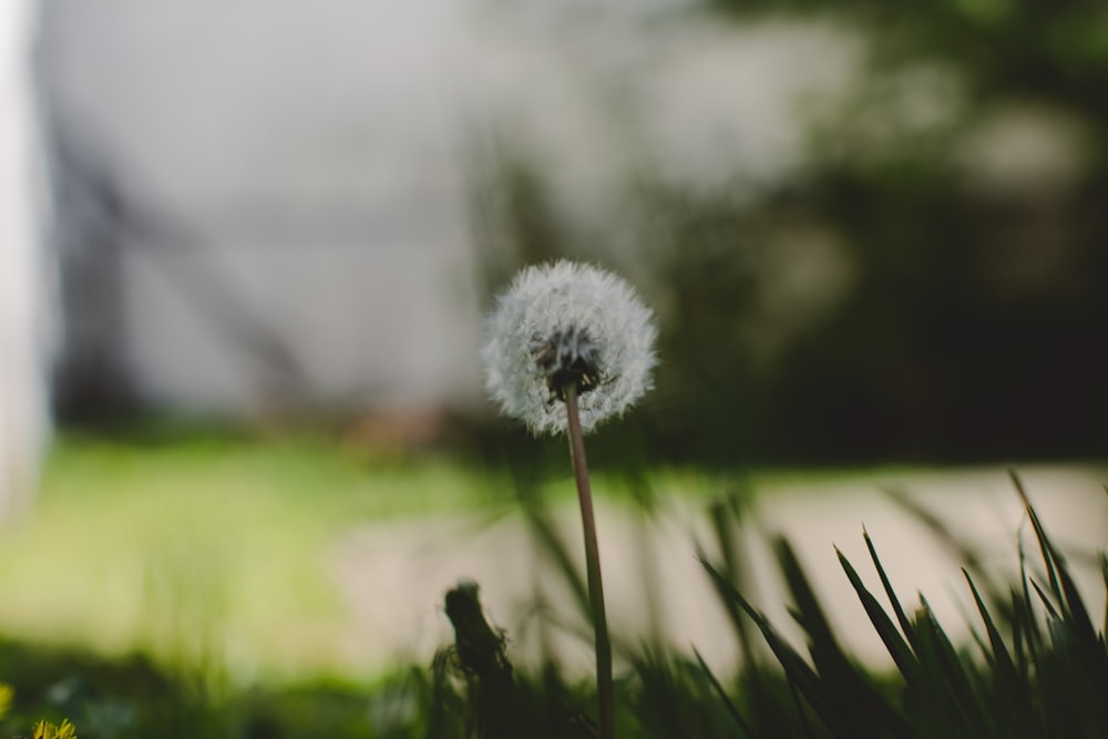 eine Löwenzahnblüte auf einem Feld