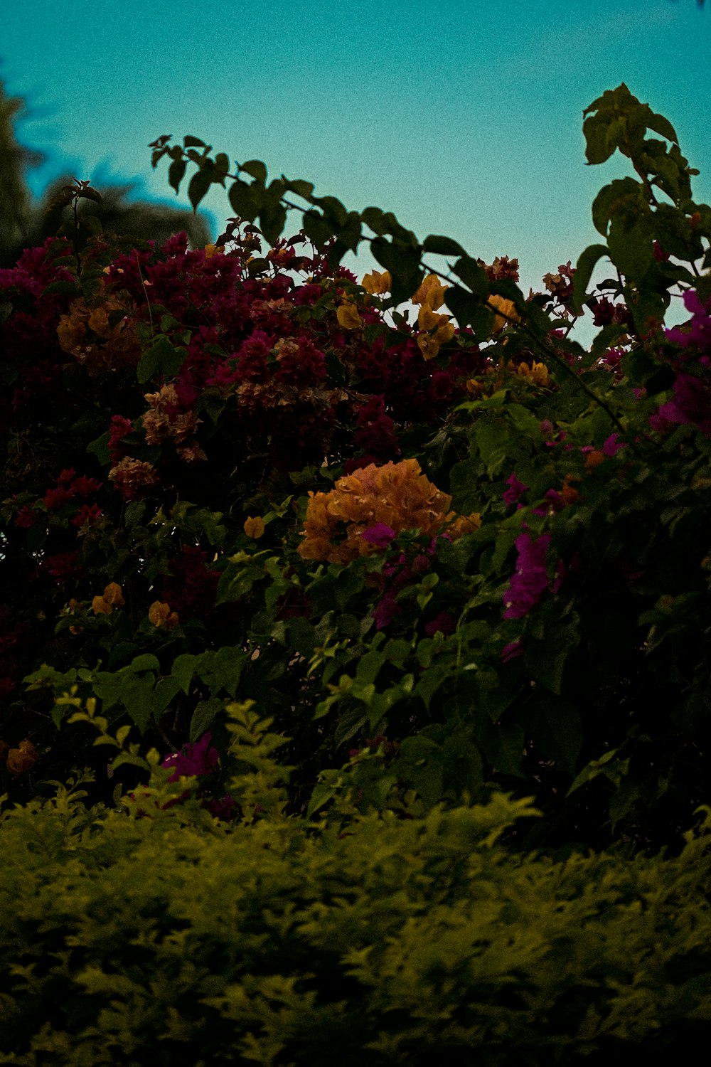 a bush with colorful flowers
