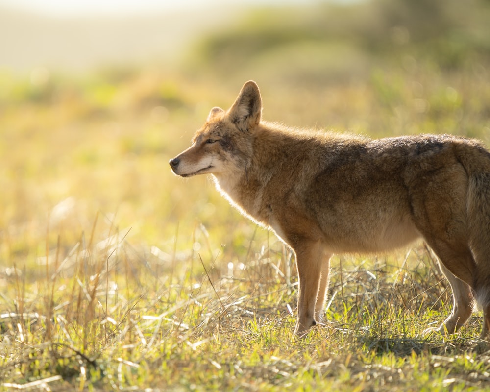 Ein Wolf steht auf einem Feld