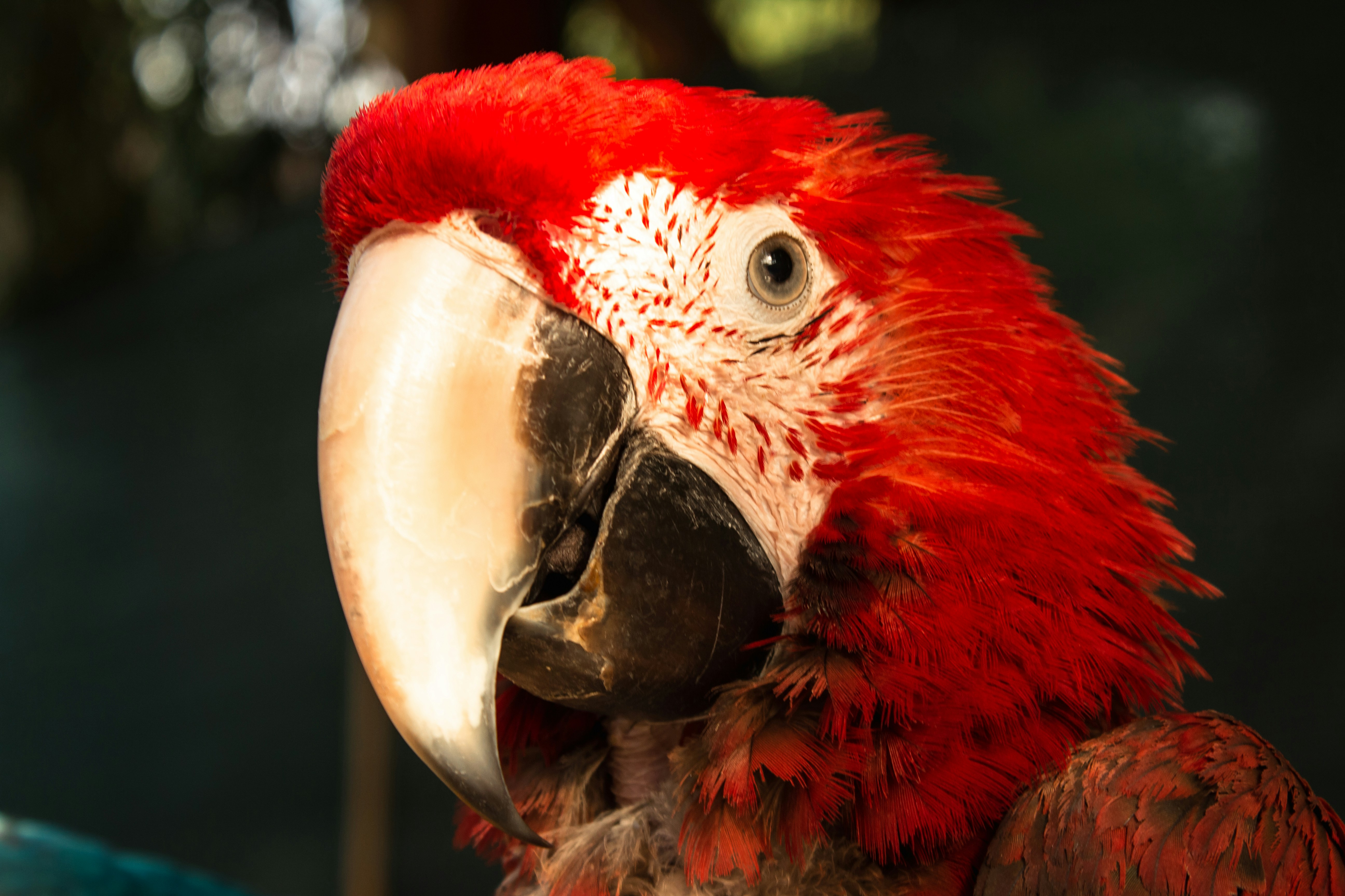 Colorful Macaw