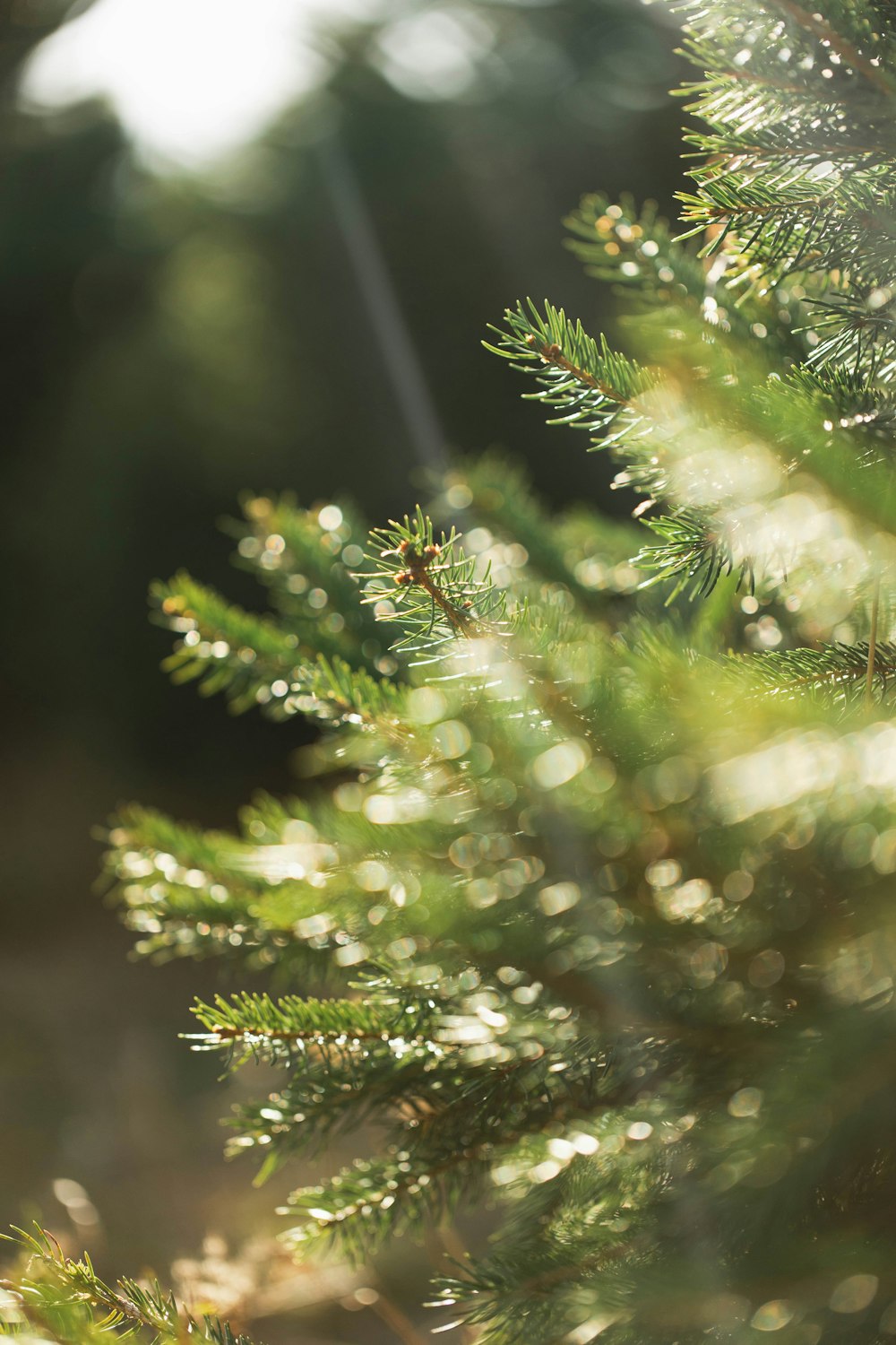 close up of a tree branch