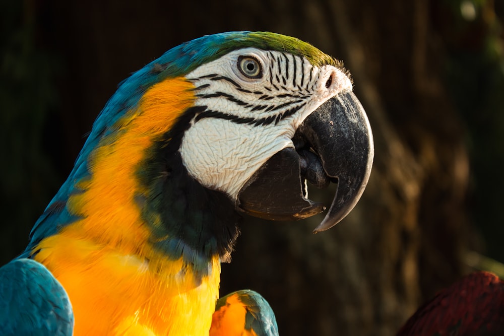 a colorful bird with its mouth open