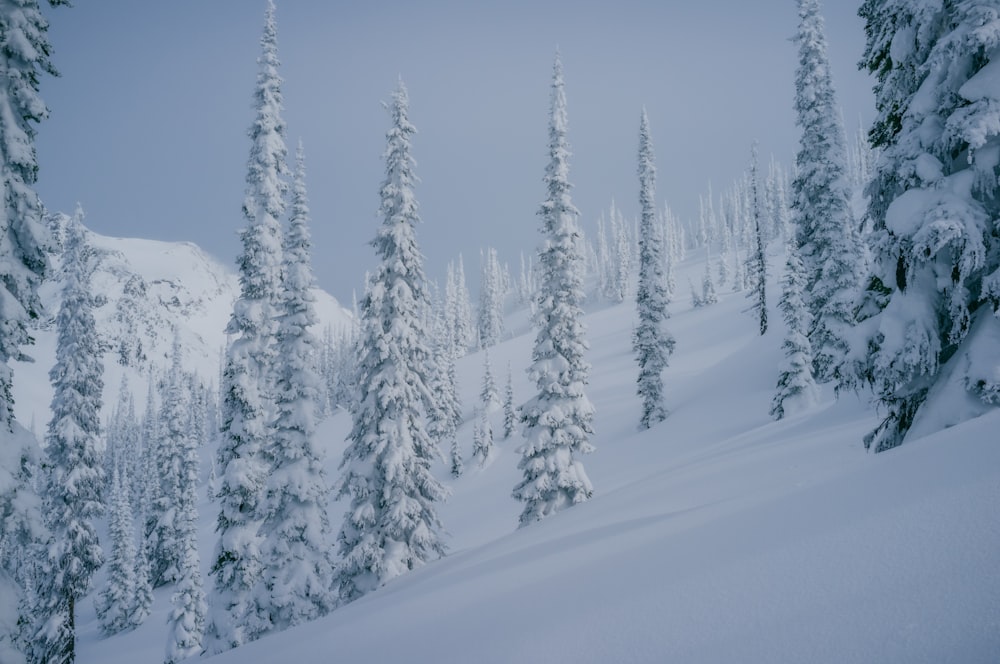 a snowy forest with trees