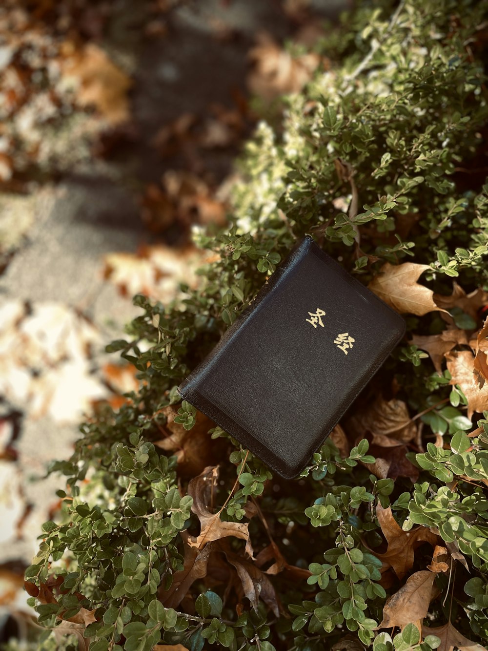 a black rectangular object on a tree stump