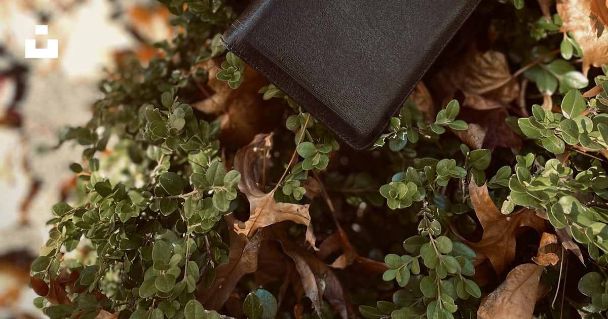 A black rectangular object on a tree stump photo – Free Pray Image on ...