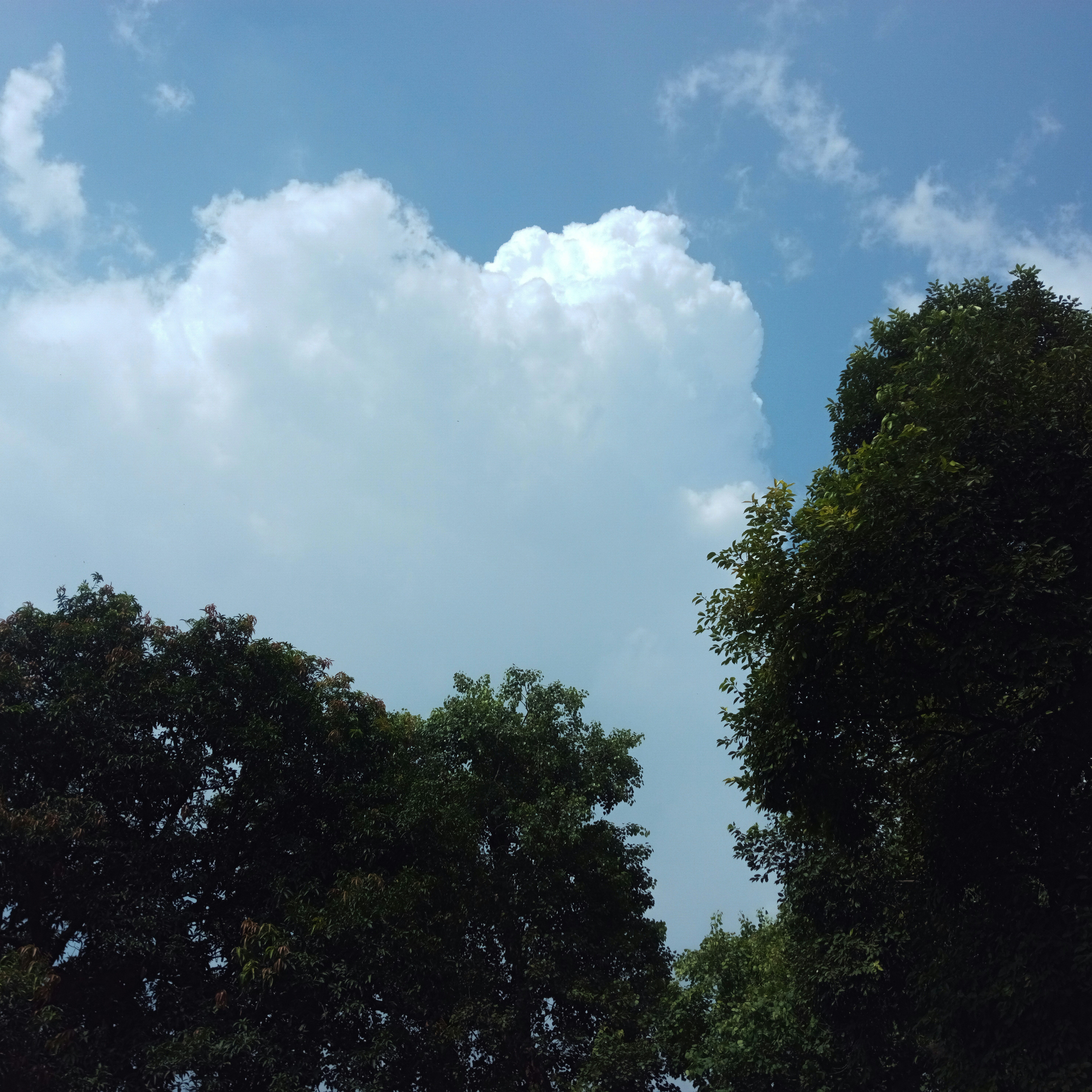 A blue sky with clouds photo – Free Cloud tree Image on Unsplash