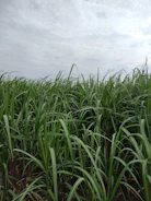 Close-up of fresh green sugarcane stalks swaying gently in the breeze under soft sunlight.