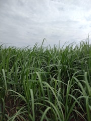 Tall green stalks of sugarcane rise from the ground, filling the frame with their dense, leafy appearance under a cloudy sky.