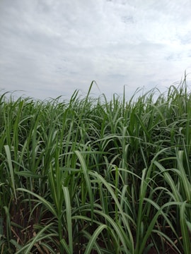 Tall green stalks of sugarcane rise from the ground, filling the frame with their dense, leafy appearance under a cloudy sky.