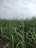 Tall green stalks of sugarcane rise from the ground, filling the frame with their dense, leafy appearance under a cloudy sky.