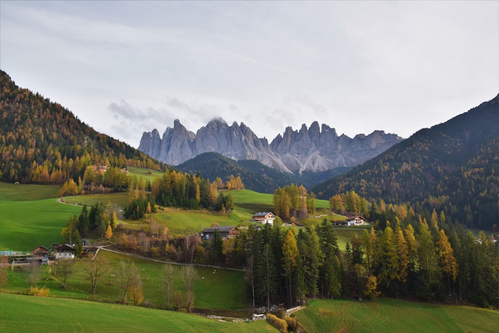 a landscape with trees and mountains in the back