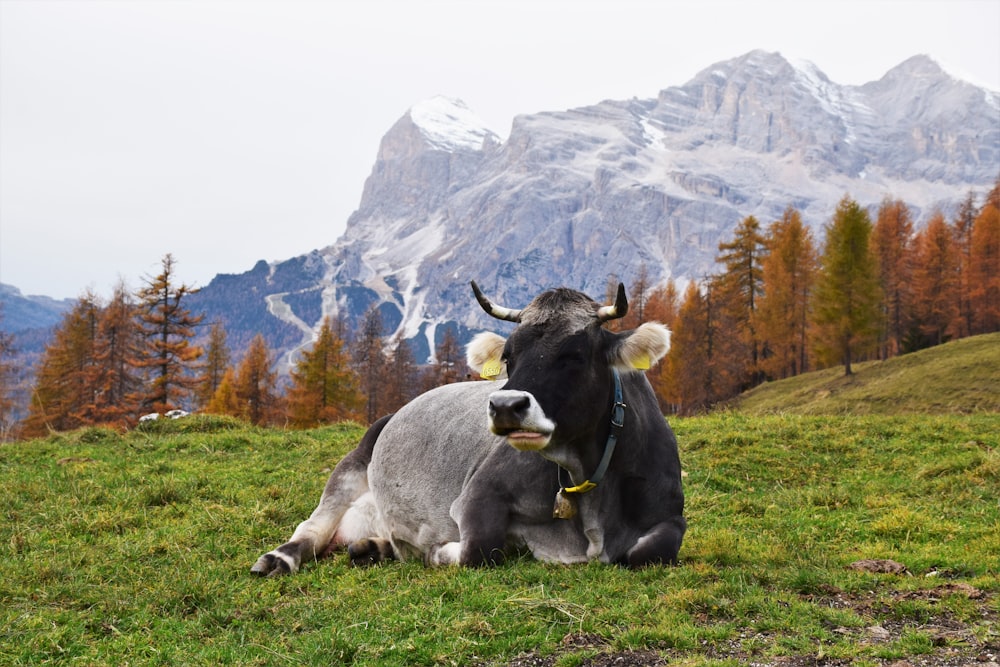 a cow lays in a grassy field