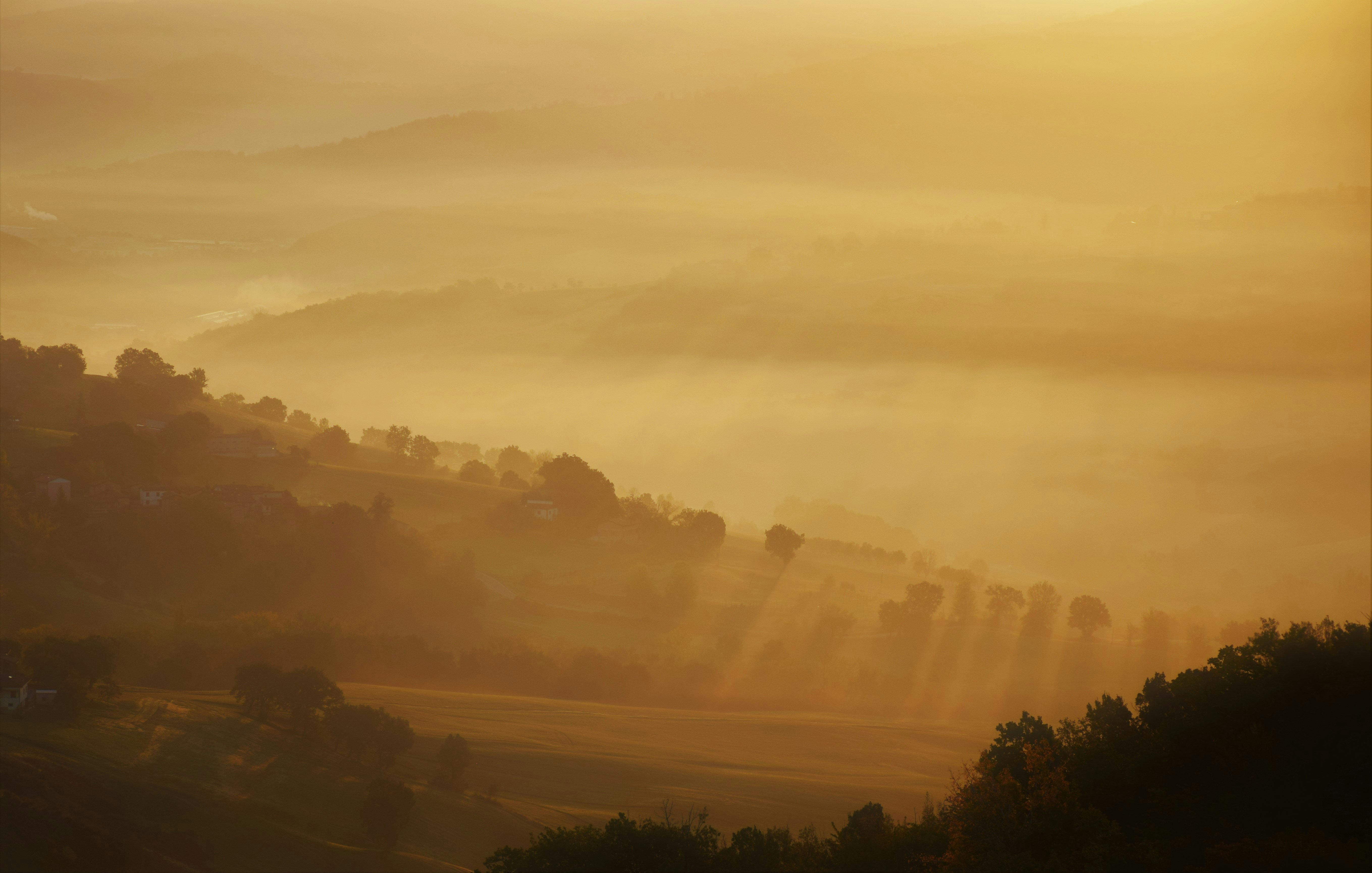 a foggy landscape with trees