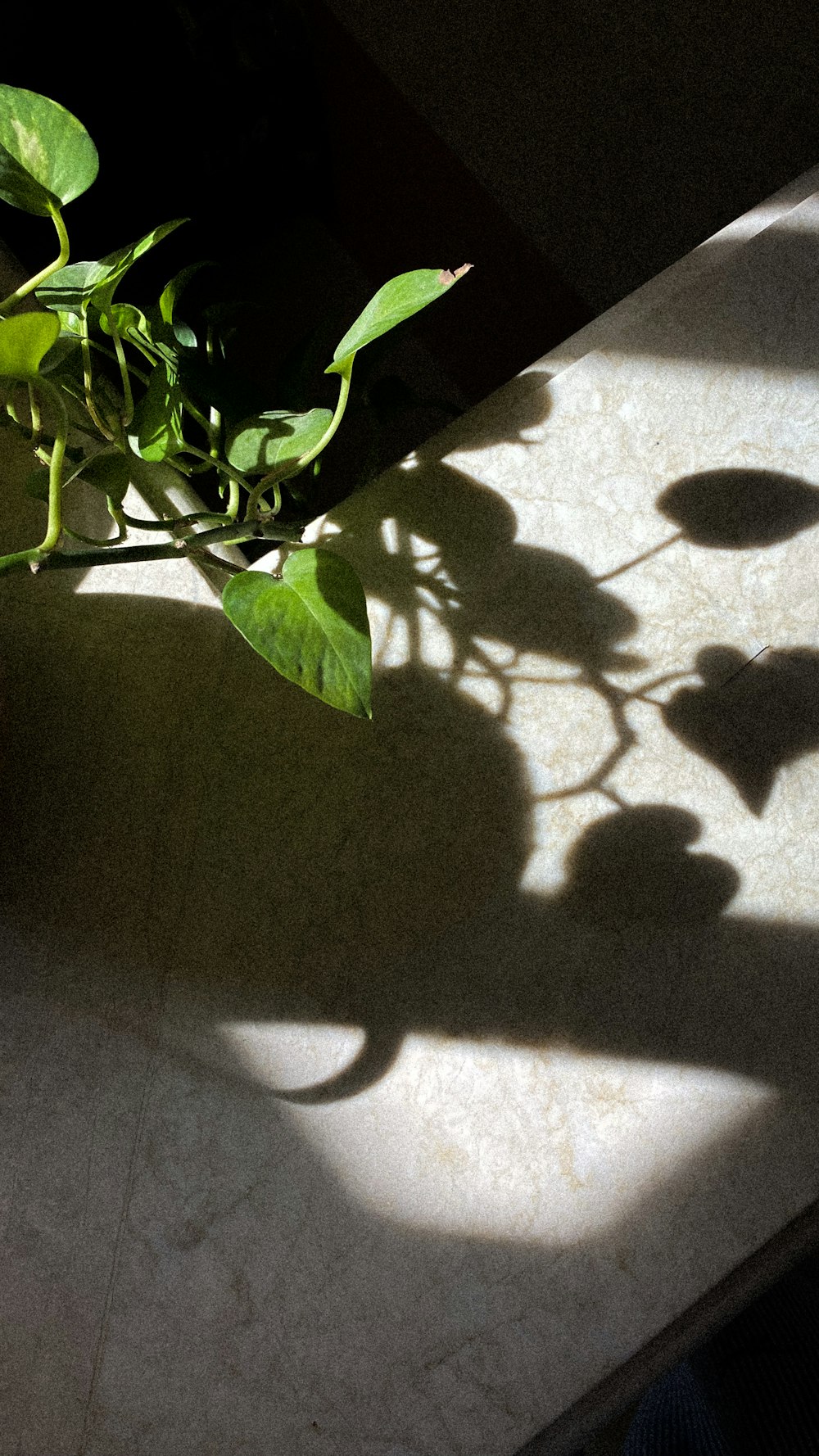 a shadow of a plant on a wall