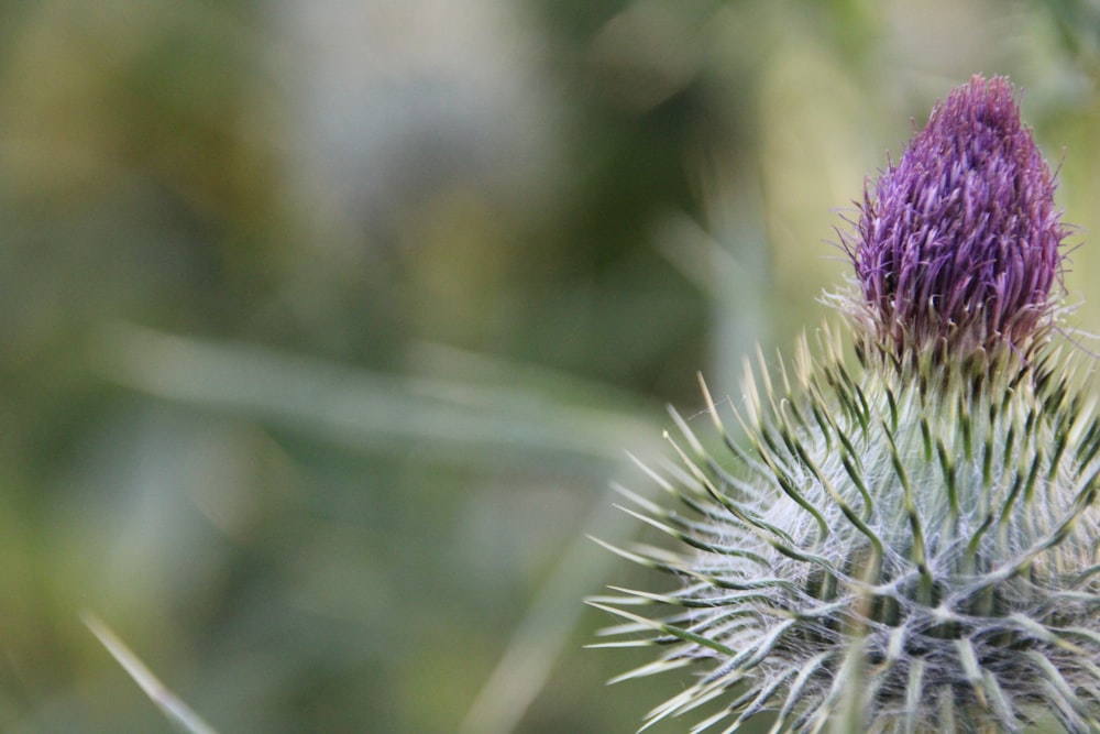 a close up of a purple flower