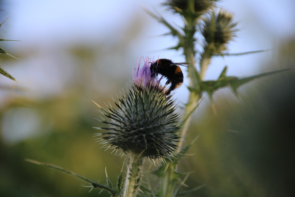 a bee on a flower