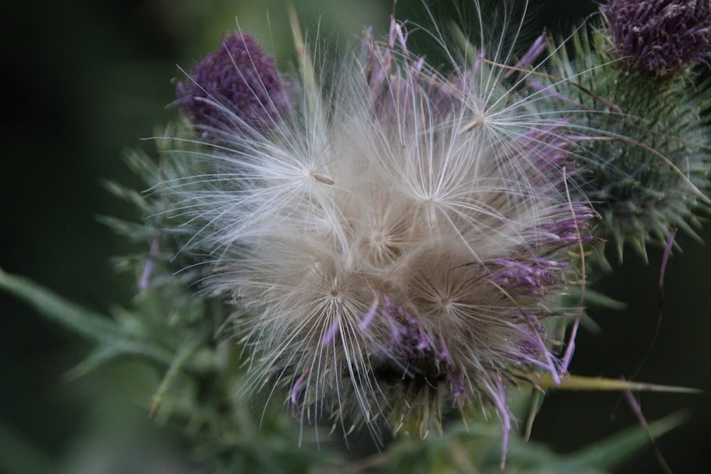 a close up of a flower