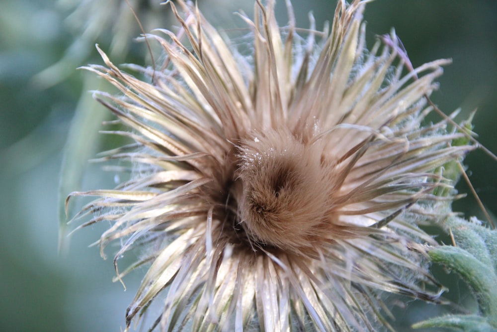 a close up of a dandelion