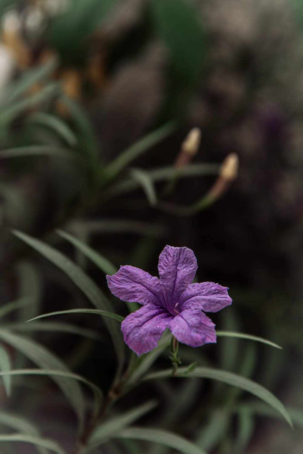 a purple flower with green leaves