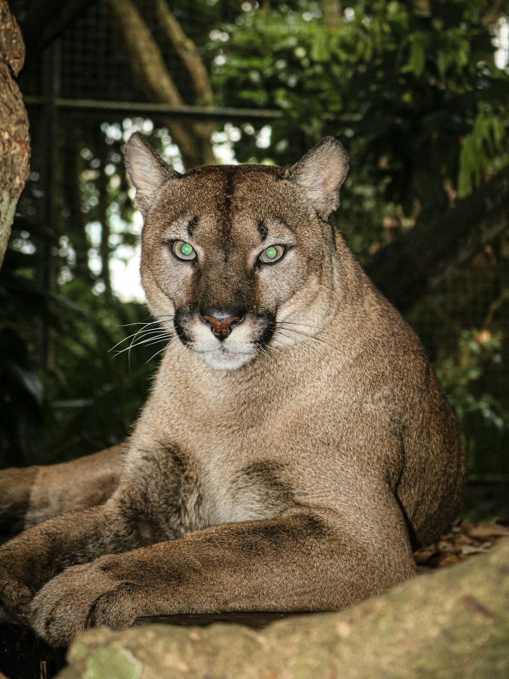 a wild cat lying down