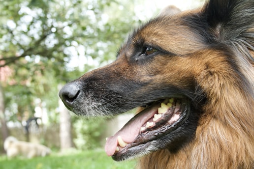 a dog with its mouth open