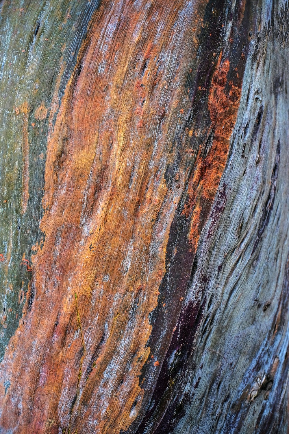 a close up of a tree trunk