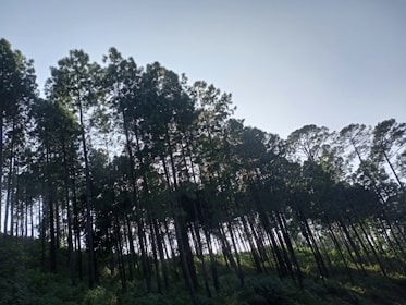 A tranquil community forest with native trees thriving alongside carefully tended coffee plants under an open sky.