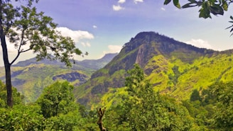 A vibrant photo of the lush green mountains of Latakia with clear blue skies above.