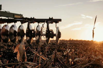 a field of crops