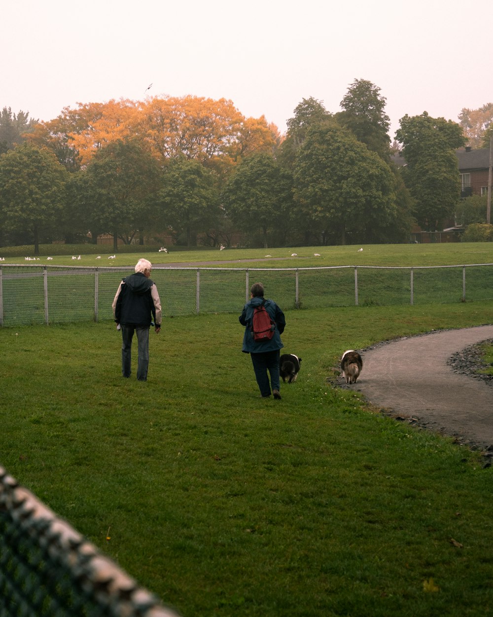 two people walking a dog on a grass field