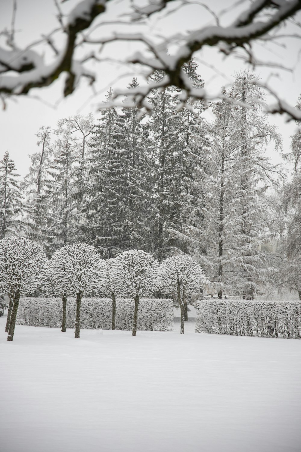 a snowy yard with trees