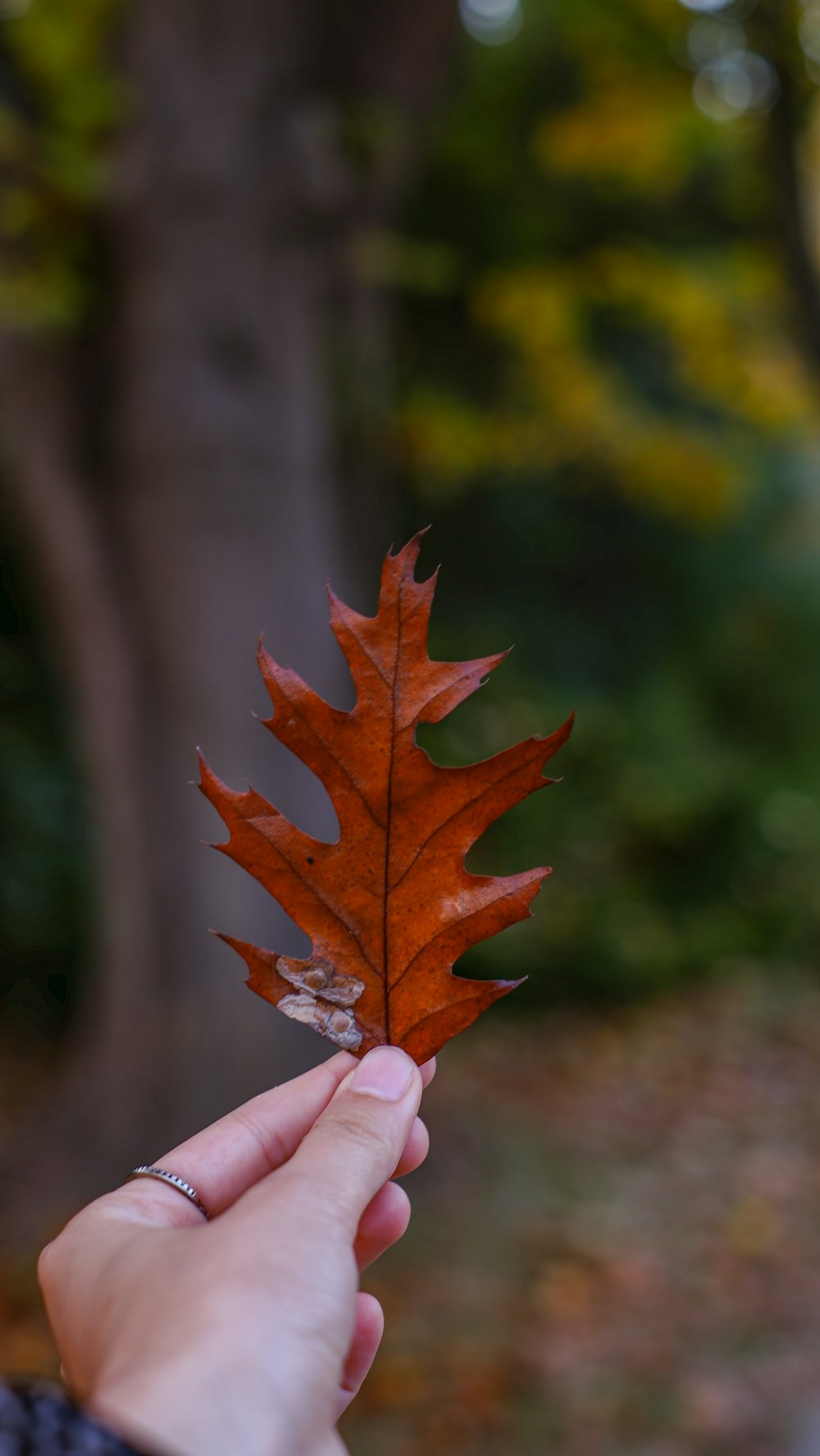 eine Hand, die ein Blatt hält