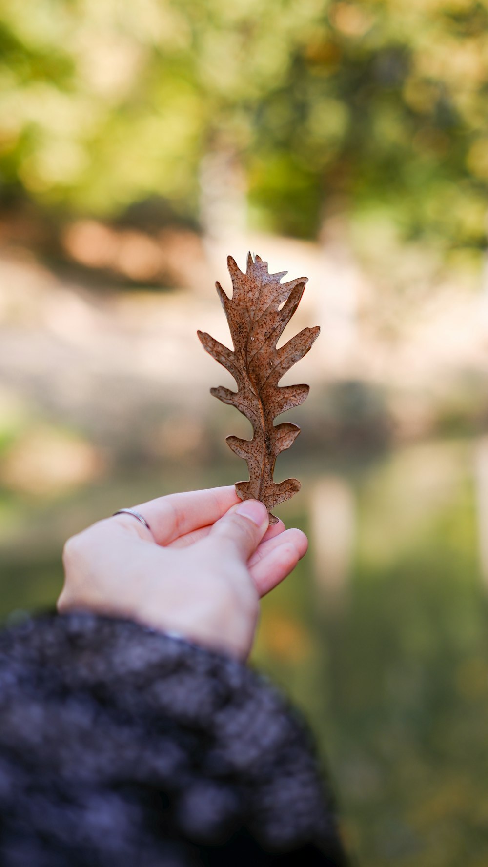 eine Hand, die einen kleinen Tannenzapfen hält