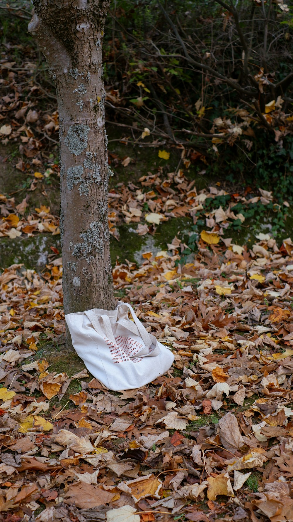 a white bag on the ground next to a tree