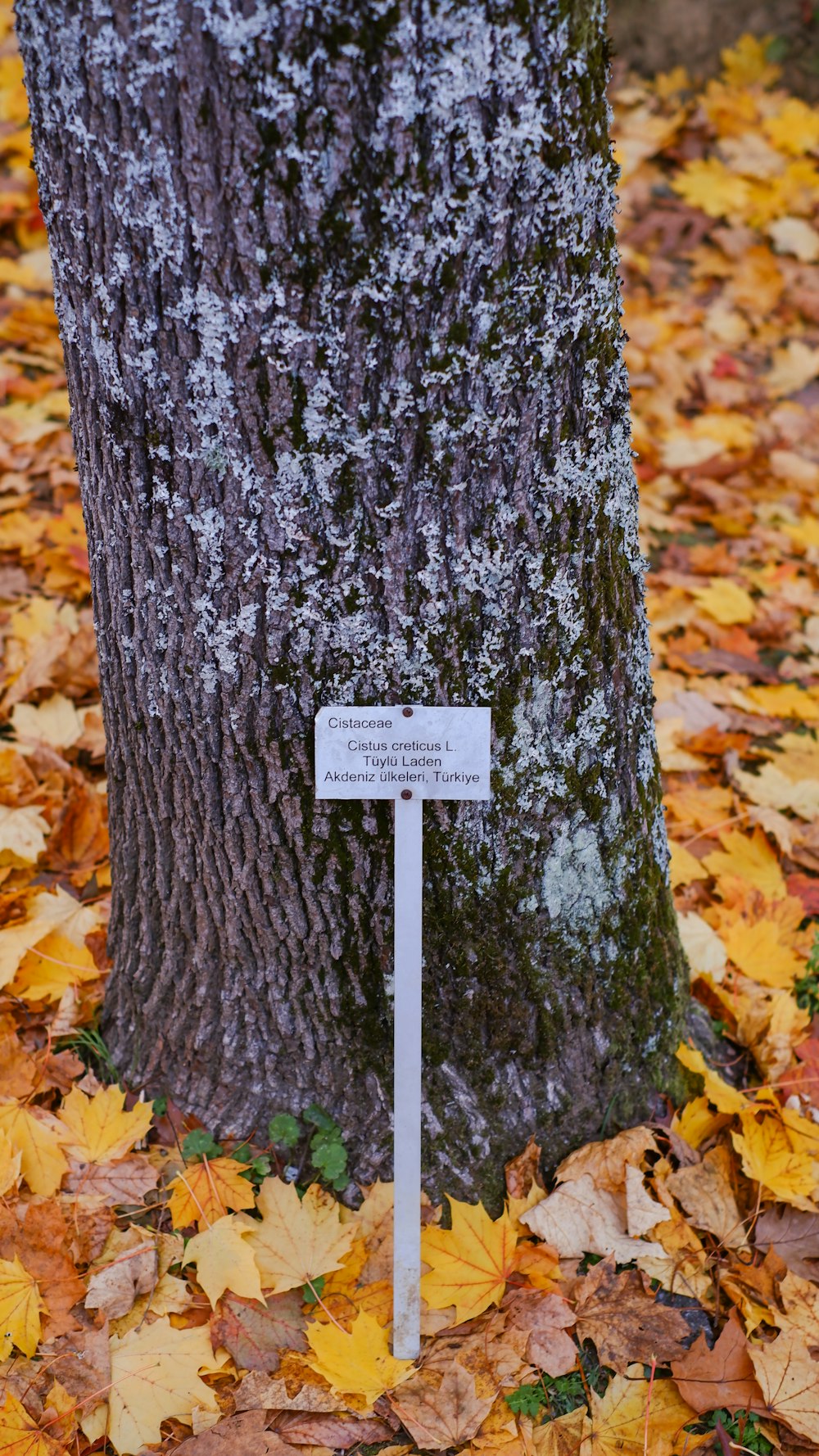 a tree with a sign on it