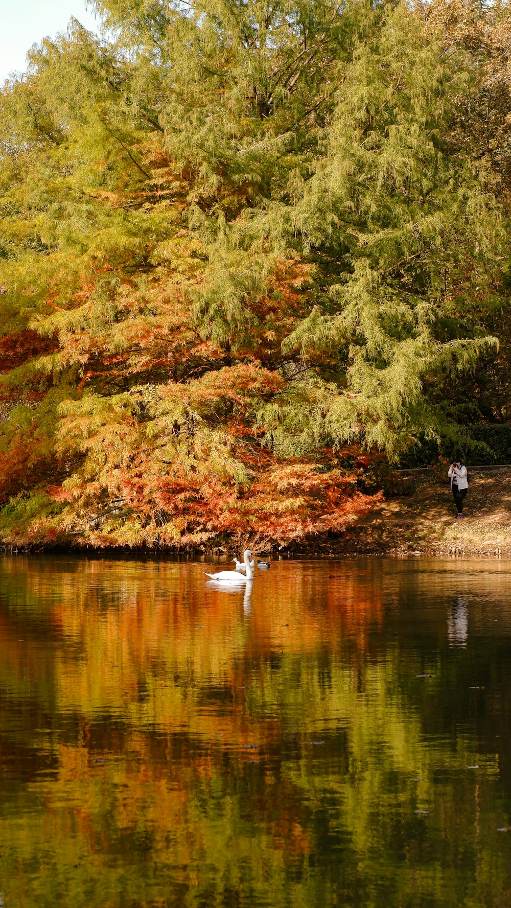 a person standing next to a lake