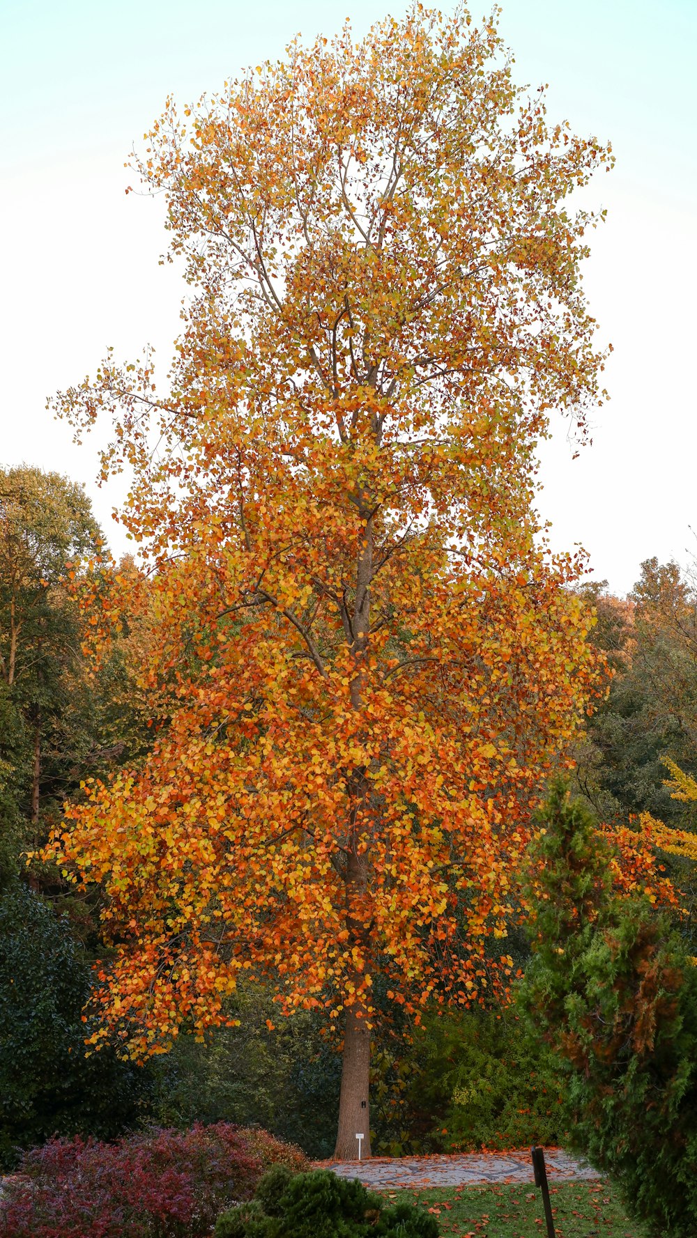 un arbre aux feuilles orangers