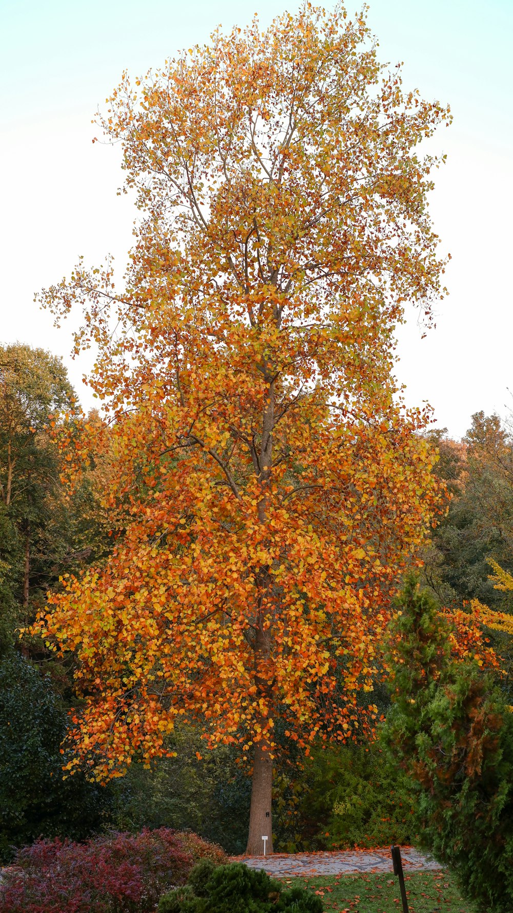 a tree with orange leaves